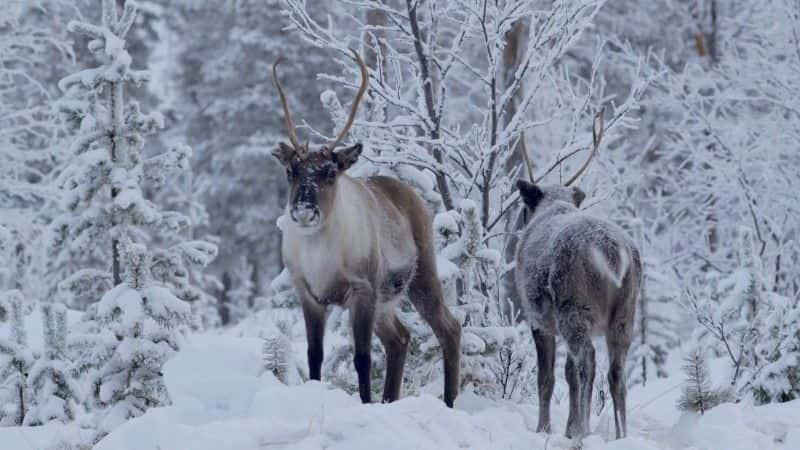 ¼ƬҺѱ¹ Reindeer Family and Me1080P-Ļ/Ļ