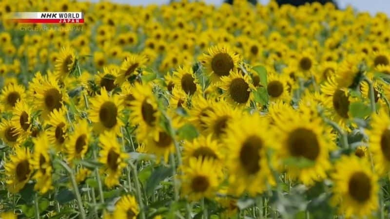 ¼Ƭкɫ Niigata: The Deep Green Summerȫ1-Ļ/Ļ