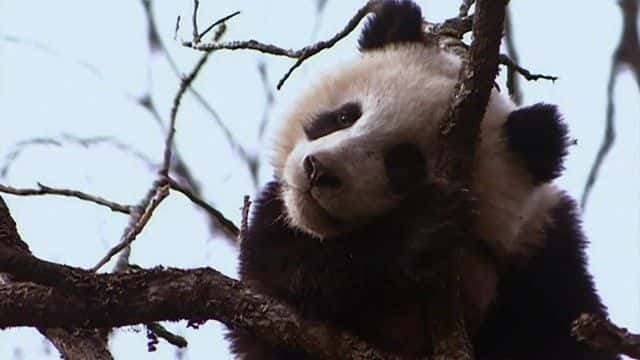 ¼ƬèҰ Panda's in the Wild720Pȫ1-Ļ/Ļ