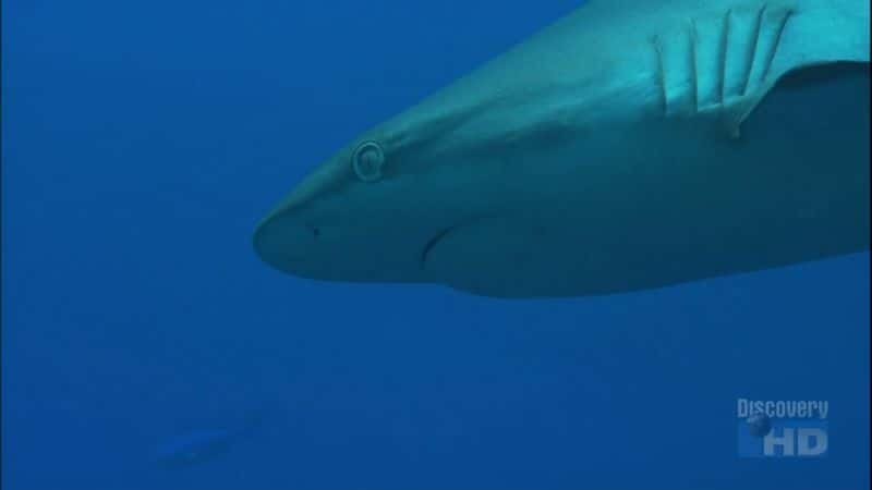 ¼Ƭʳߵã Paradise for Predators: Sharks of PalauĻ/Ļ