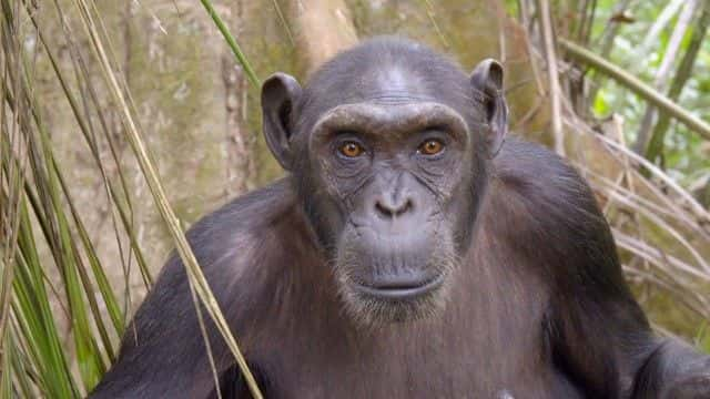 ¼ƬȵĸչرĿ Rescued Chimpanzees of the Congo Special1080Pȫ1-Ļ/Ļ