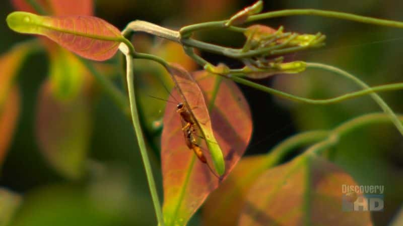 ¼Ƭ³ Peruvian Rainforest CanopyĻ/Ļ