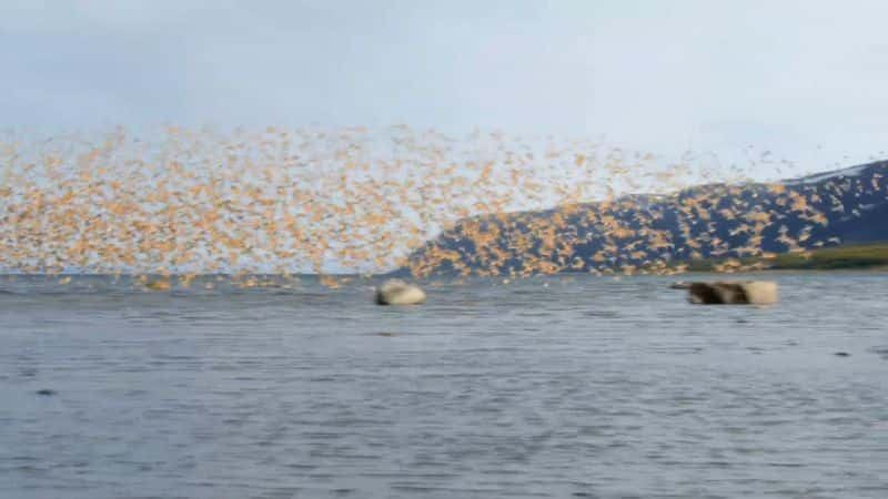 ¼ƬŲϿ壺ĺɫе The Norwegian Fjords: Life in the Twilight1080P-Ļ/Ļ