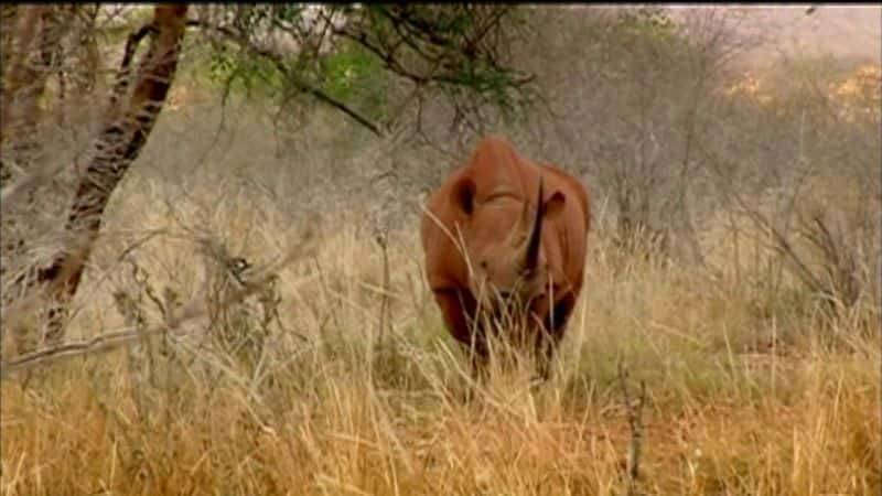 纪录片《犀牛之夜 Rhino Nights》[无字][BT][1080P]资源下载