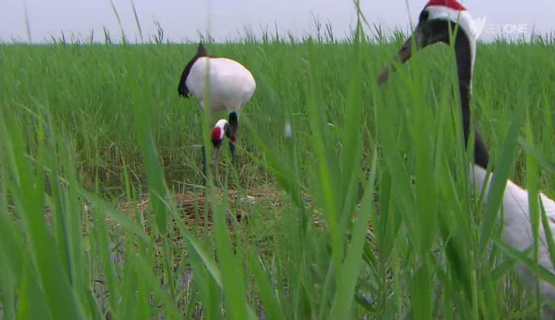 纪录片《丹顶鹤 The Red-Crowned Crane》[无字][BT][720P]资源下载