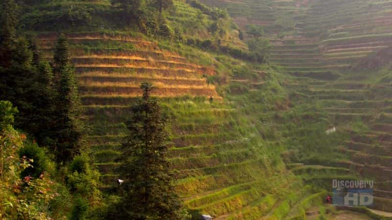 ¼Ƭƽ PingAn Rice PaddiesĻ/Ļ