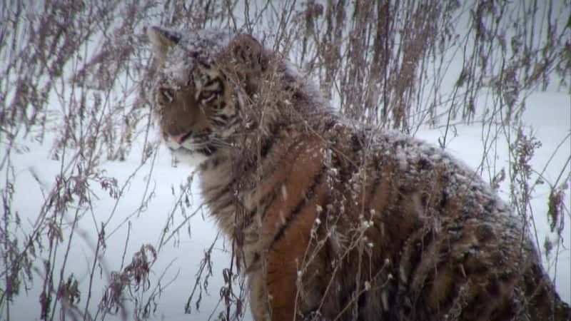 ¼Ƭѩж Operation Snow TigerĻ/Ļ