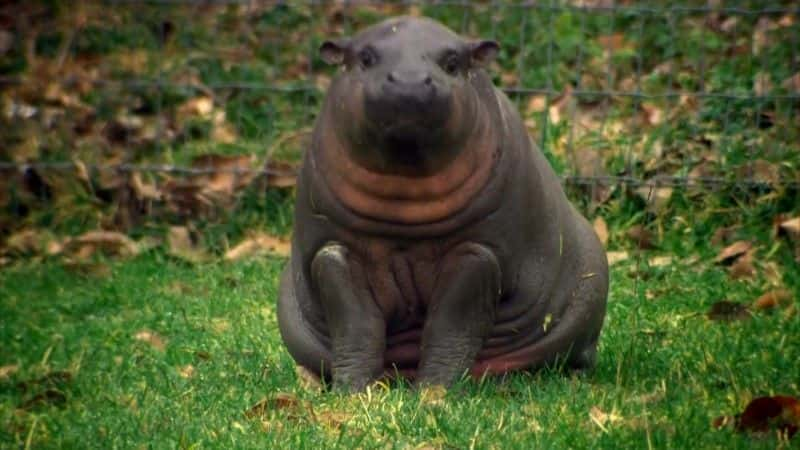 ¼Ƭ٪ǳܵ (BBC) The Pygmy Hippo: A Very Secret Life (BBC)1080P-Ļ/Ļ