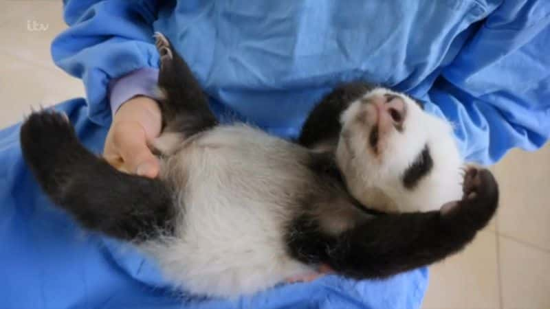 ¼Ƭè Panda BabiesĻ/Ļ