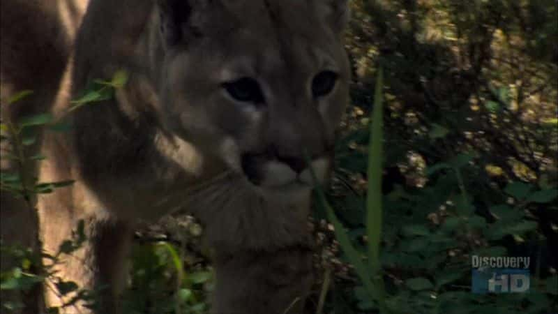 ¼Ƭʨʵ棩 The Puma's Prowess (Survival)Ļ/Ļ