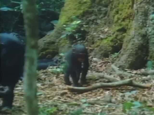 ¼Ƭ̩ɽɭĳԼĺ The Nut-cracking chimpanzees of Tai ForestĻ/Ļ