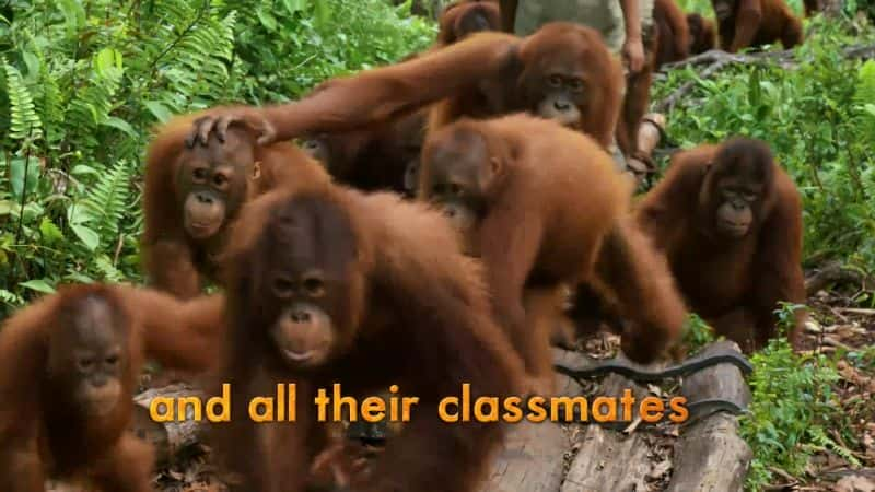 纪录片《猩猩丛林学校：系列 1 Orangutan Jungle School: Series 1》[无字][BT][1080P]资源下载