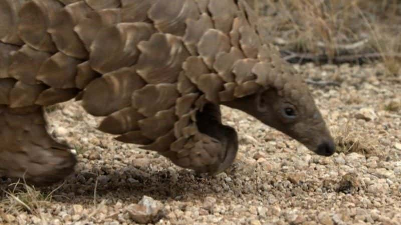 纪录片《穿山甲：世界上最想要的动物 Pangolins: The World's Most Wanted Animal》[无字][BT][720P]资源下载