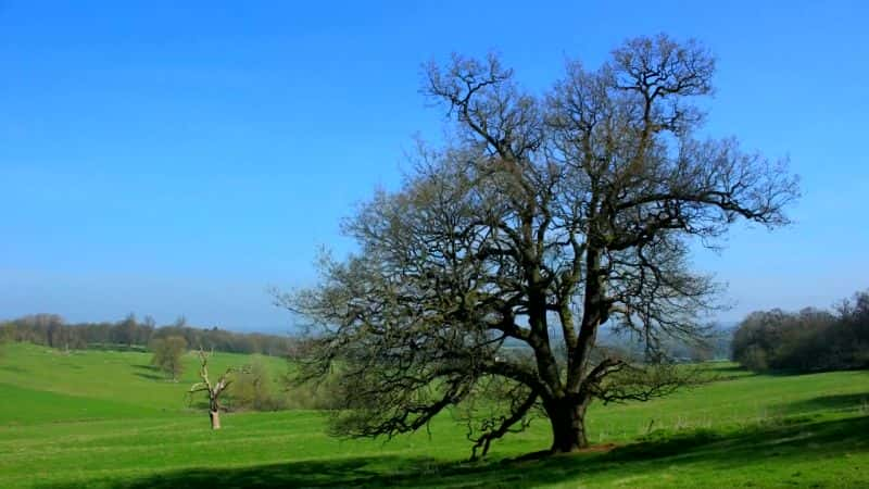 ¼ƬȻΰҴ Oak Tree: Nature's Greatest SurvivorĻ/Ļ