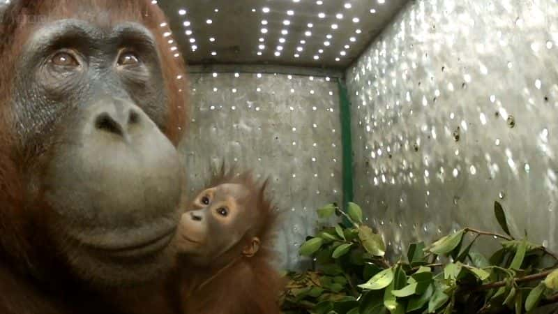 ¼ƬɣԳ (BBC) Orangutans: The Great Ape Escape (BBC)1080Pȫ1-Ļ/Ļ