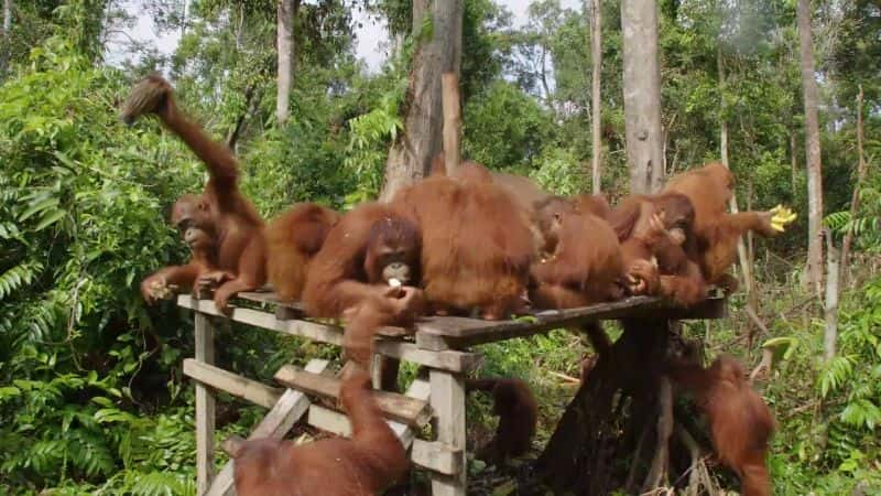 纪录片《猩猩丛林学校：系列 2 Orangutan Jungle School: Series 2》[无字][BT][1080P]资源下载