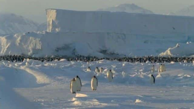 ¼Ƭϼ (PBS) Penguins of the Antarctic (PBS)720Pȫ1-Ļ/Ļ