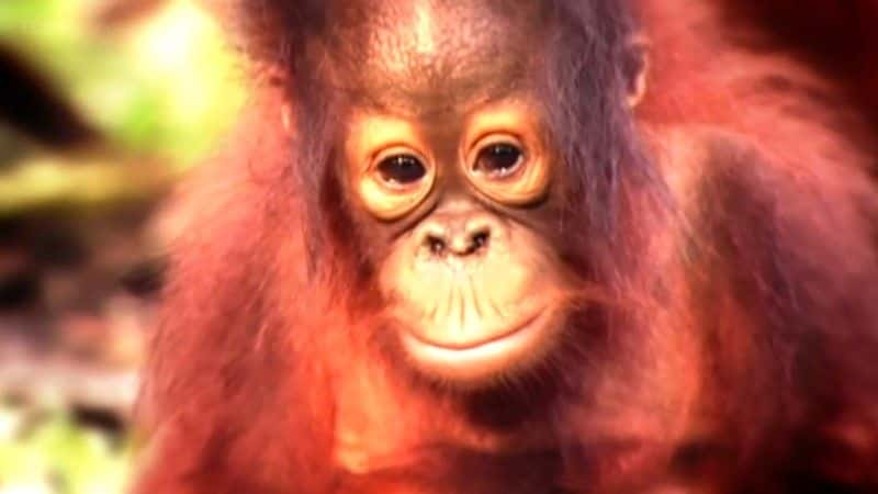 纪录片《猩猩日记系列 1 (BBC) Orangutan Diary Series 1 (BBC)》[无字][BT][1080P]资源下载