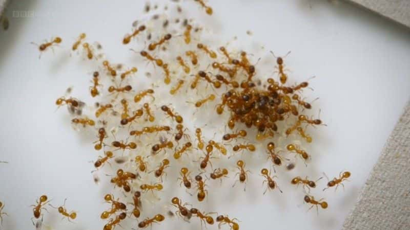 纪录片《蚂蚁星球：殖民地生活 (BBC 1080p) Planet Ant: Life Inside the Colony (BBC 1080p)》[无字][BT][1080P]资源下载