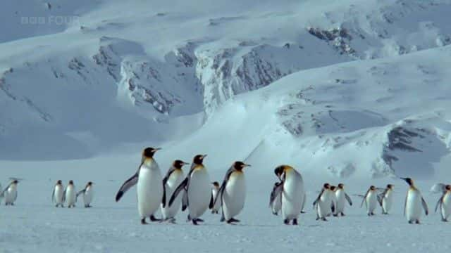 ¼Ƭϼ죨BBC Penguins of the Antarctic (BBC)ȫ1-Ļ/Ļ