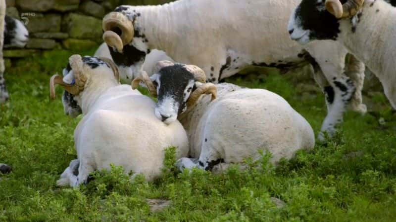 纪录片《我们的约克郡农场：在 Ravenseat 的 5 年 Our Yorkshire Farm: 5 Years at Ravenseat》[无字][BT][720P]资源下载