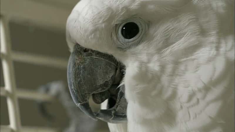 ¼ƬĻ Parrot ConfidentialĻ/Ļ