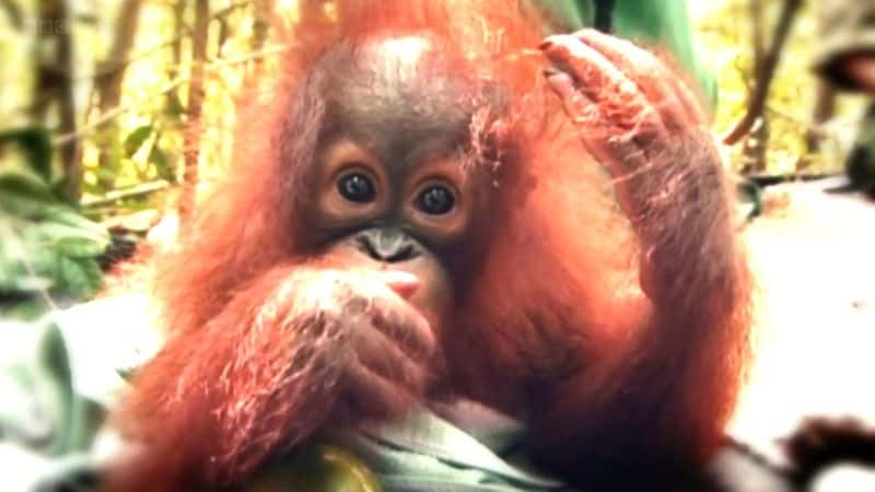 纪录片《猩猩日记系列 1 (BBC) Orangutan Diary Series 1 (BBC)》[无字][BT][1080P]资源下载