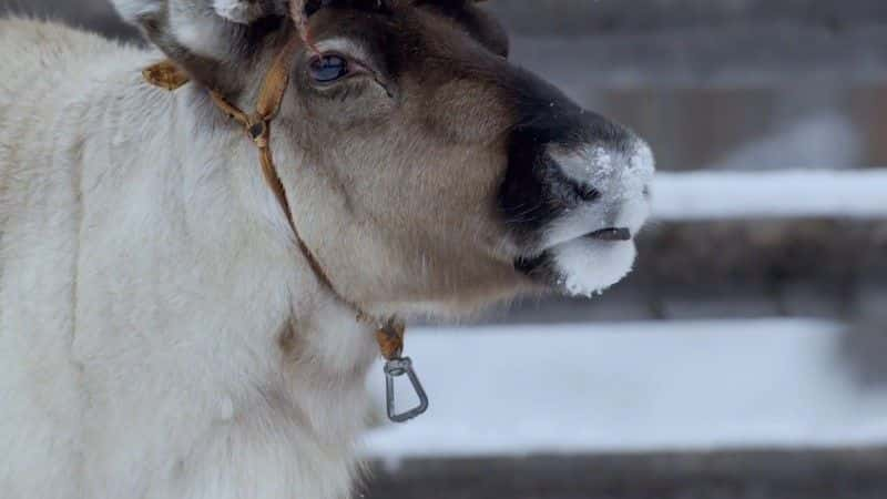 ¼ƬҺѱ¹ Reindeer Family and Me1080P-Ļ/Ļ