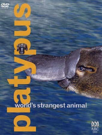 ¼ƬѼޣֵĶ Platypus, World's Strangest AnimalĻ/Ļ