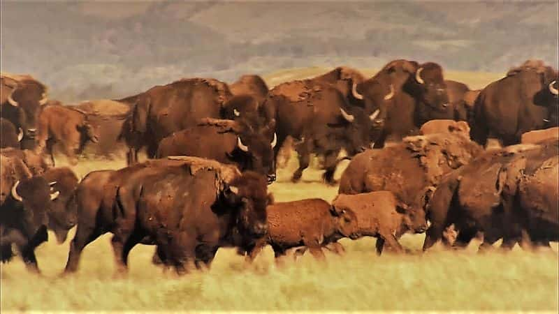 纪录片《野牛回归恢复美国大草原 Return of the Buffalo Restoring American prairie》[无字][BT][1080P]资源下载