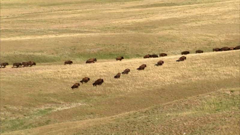 纪录片《野牛回归恢复美国大草原 Return of the Buffalo Restoring American prairie》[无字][BT][1080P]资源下载