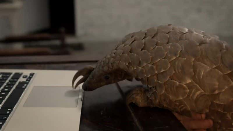 纪录片《穿山甲：世界上最想要的动物 Pangolins: The World's Most Wanted Animal》[无字][BT][720P]资源下载