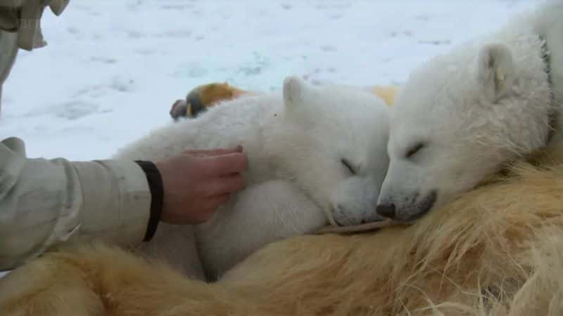 ¼ƬһҺ The Polar Bear Family and Meȫ3-Ļ/Ļ