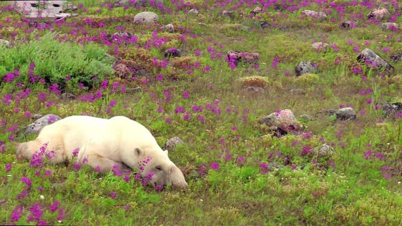 纪录片《北极熊：夏日奥德赛 Polar Bears: A Summer Odyssey》[无字][BT][DVD]资源下载