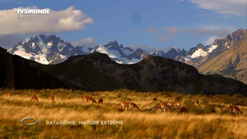 ¼Ƭ᣺Ȼ Patagonie: Nature Extremeȫ1-Ļ/Ļ