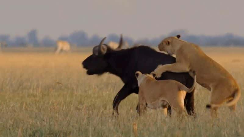 ¼Ƭɱֹʨ Return of the Giant Killers: Africa's Lion KingsĻ/Ļ