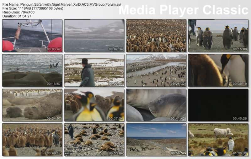 ¼Ƭ֮̽ Penguin Safari720P-Ļ/Ļ