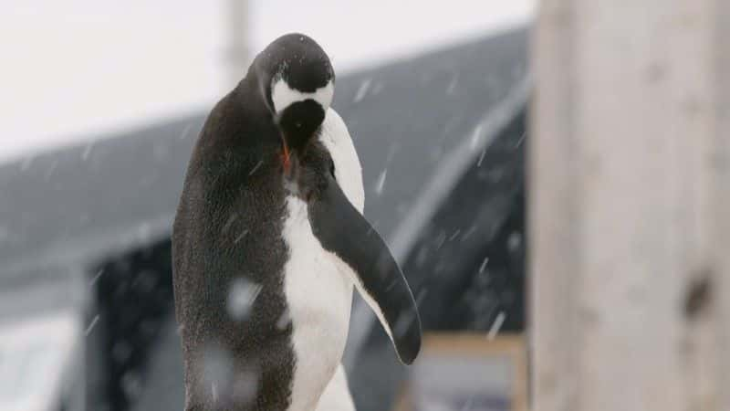 ¼Ƭʾ (BBC) Penguin Post Office (BBC)1080Pȫ1-Ļ/Ļ