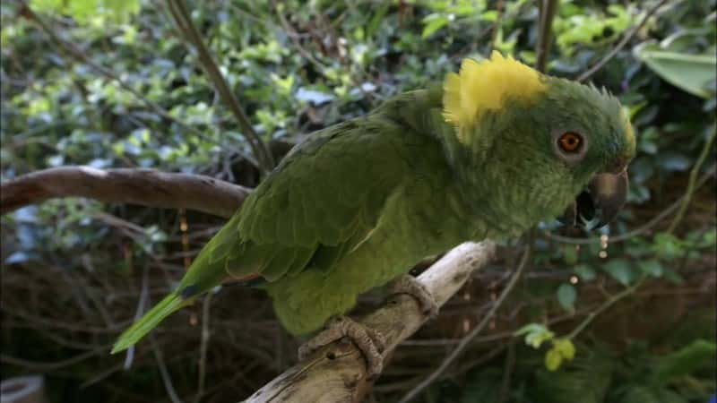 ¼ƬĻ Parrot ConfidentialĻ/Ļ