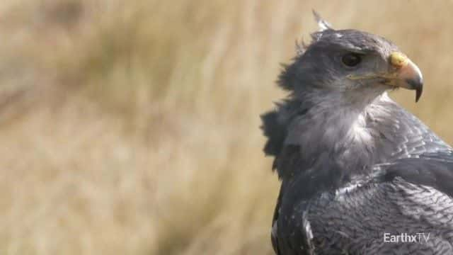 纪录片《巴塔哥尼亚公园：野外之旅 Patagonia Park: A Journey into the Wild》[无字][BT][720P]资源下载