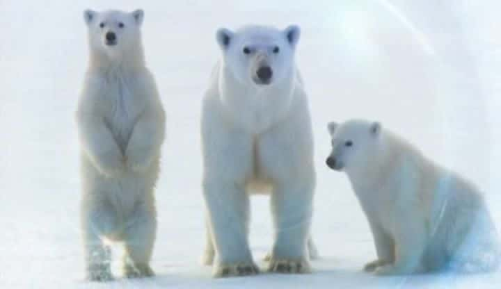 ¼Ƭܣϼ Polar Bear: Spy on the Iceȫ1-Ļ/Ļ