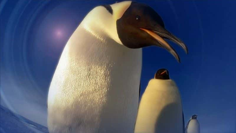 ¼Ƭ죺һļ (BBC) Penguins: Spy in the Huddle (BBC)1080Pȫ1-Ļ/Ļ