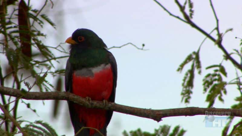 ¼Ƭ³ Peruvian Rainforest CanopyĻ/Ļ