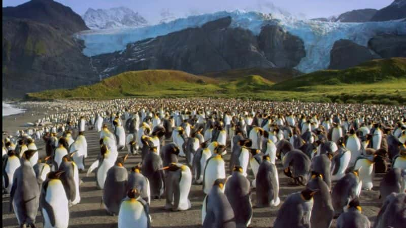 ¼Ƭ⣩ The Penguin King (Blu-Ray)Ļ/Ļ