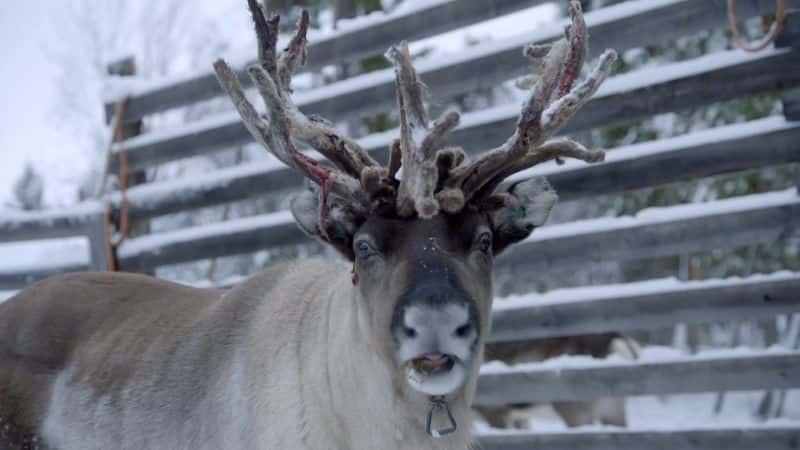 ¼ƬҺѱ¹ Reindeer Family and Me1080P-Ļ/Ļ