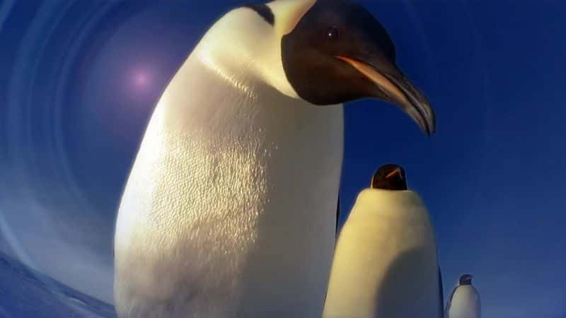 ¼Ƭ - һļ Penguins - Spy in the Huddleȫ3-Ļ/Ļ