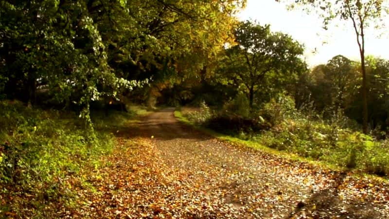 ¼ƬȻΰҴ Oak Tree: Nature's Greatest SurvivorĻ/Ļ