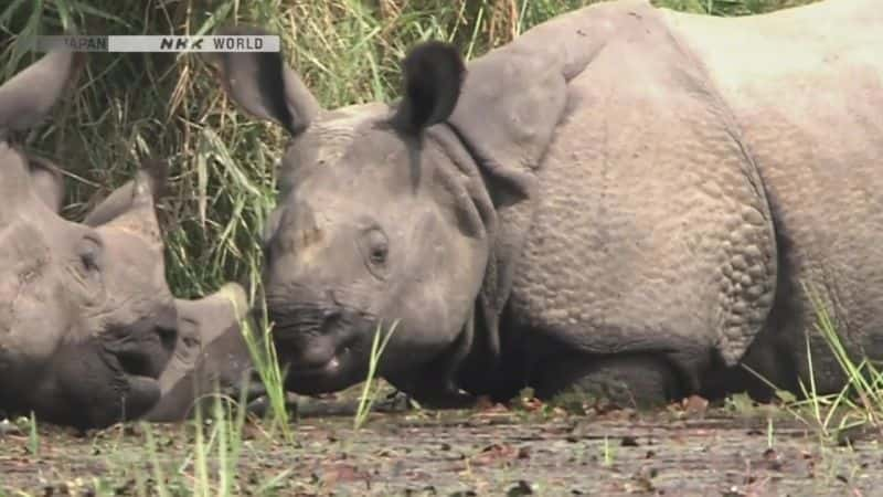 纪录片《巨人归来：印度犀牛 Return of the Giants: The Indian Rhinoceros》[无字][BT][1080P]资源下载