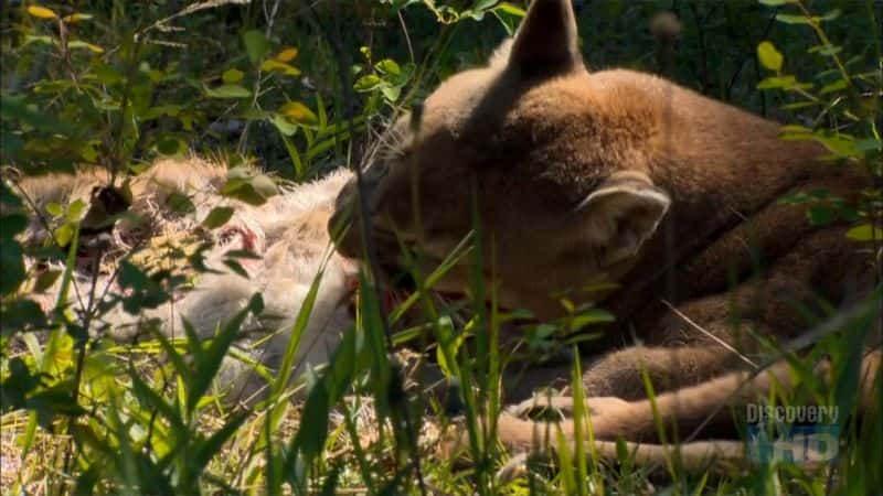 ¼Ƭʨʵ棩 The Puma's Prowess (Survival)Ļ/Ļ