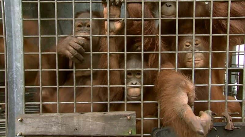 ¼ƬɣԳ (BBC) Orangutans: The Great Ape Escape (BBC)1080Pȫ1-Ļ/Ļ